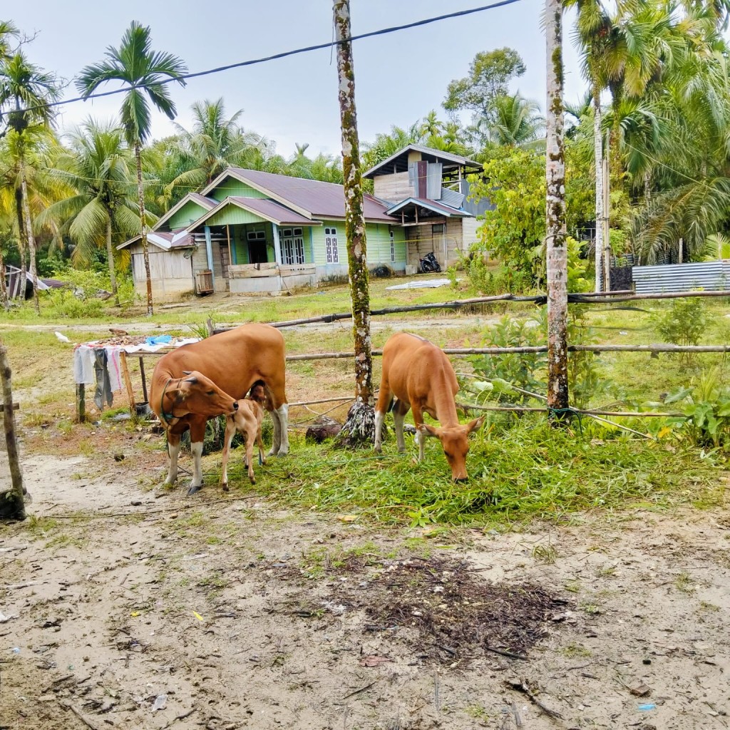 Produk Unggulan Desa Trans Baru